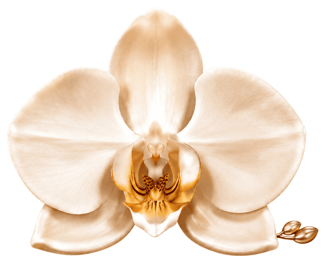 White Orchid flower icon